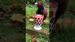 Wild Pheasant Eats From a Fancy Glass [upl. by Netsirk735]