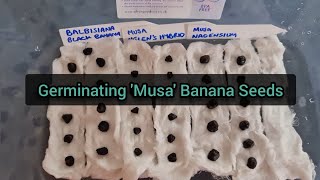 Germinating Musa Banana Seeds [upl. by Desirae78]