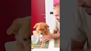 Sorry dog funny petloversunite funnydog pets petcommunity funnypet animals duet funnyanimal [upl. by Anirbas]