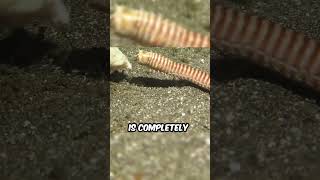 Why Are Bobbit Worms So Dangerous [upl. by Bevon536]