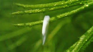 African Clawed Frogs Stage 1 Spawn and Hatchlings Xenopus laevis  Laich und Kaulquappen [upl. by Adnac]