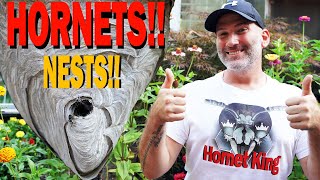 Removing 2 MASSIVE Hornet nests Wasp Nest Removals JustJoshingHere [upl. by Aicnatsnoc]