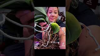 Repotting 16 phalaenopsis orchids orchids dendrobium bettergro plants flower orchid sormaria [upl. by Koch]