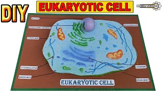 HOW TO MAKE 3D MODEL OF EUKARYOTIC CELL  PLANT CELL  PROJECT SOLUTION [upl. by Milewski564]