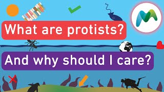 What are protists [upl. by Ettevad]