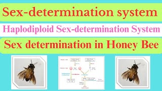 Haplodiploid Sexdetermination System  Sex determination in Honey bee  Haplodiploid mechanism [upl. by Haneekas]