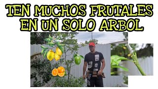 COMO TENER VARIAS FRUTAS EN UN ÁRBOL Injerto de Cítricos [upl. by Adnorhs]