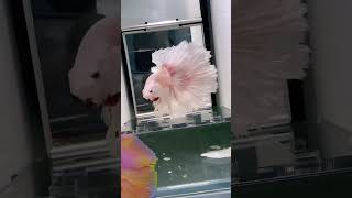 Rare betta fish collection fighterfish [upl. by Nonnarb147]