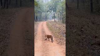 Leopard VS Langur  Wild action between prey and predator [upl. by Althee13]