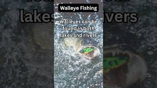 Walleye Fact 39 [upl. by Dhiman665]