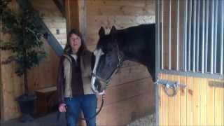 How to Give a Horse an Intranasal Vaccine [upl. by Dulcie269]