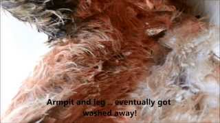 Maggots on Dog [upl. by Neral358]