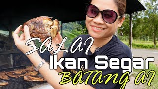 Ikan Sungai Salai Batang Ai  Lubok Antu  Sarawak [upl. by Ytima]