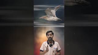 Bar tailed Godwit ytshorts birds viral physics viralvideos physicsfun physicsexperiment [upl. by Carmelle488]