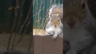 Adorable squirrel meticulously rolls a walnut [upl. by Acirederf]