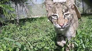 Four Baby Bobcats Unite [upl. by Kcid]