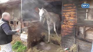 Warning  Distressing footage RSPCA Arab horse case rescue [upl. by Odnomor]