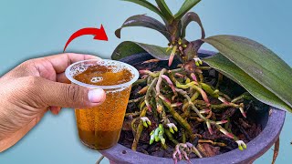 Just 1 Cup Per Week Orchid Starts New Roots And Flowers Instantly [upl. by Raddie]