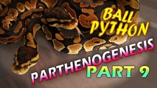 Ball Python Parthenogenesis Part 9 Boys Or Girls Plus Names [upl. by Toulon]