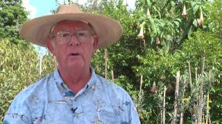 How to Grow Nectarine Trees [upl. by Corena931]