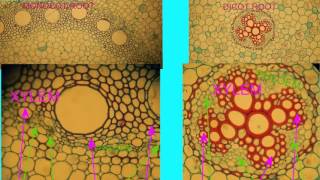 MONOCOT amp DICOT ROOT COMPARISONS [upl. by Surad111]