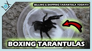 BOXING First Tarantula SALE TODAY【Tarantula Boxing】 [upl. by Kreitman]