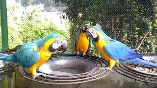 Hilarious Macaw Talking Parrot Singing Dancing and playing Macaw Parrot [upl. by Nilesoy]