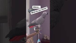 Symon says Alexa how about helping parrots🦜😆🥰africangrey talkingparrot funny birds parrot [upl. by Elocan]