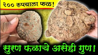 200 रुपयांत घ्या Elephant Foot Vegetable  सुरण फळाची माहिती  Suran Fruit Information  Shivar News [upl. by Just]