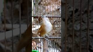 Pancingan kicau pelanduk semak birdslover [upl. by Aleekahs]