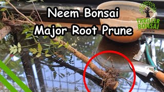 Neem  Major Tap Root Pruning  From Nursery to Bonsai [upl. by Eliak959]