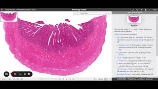 Aula  Histologia do Intestino Delgado  Histology Guide [upl. by Akinert]