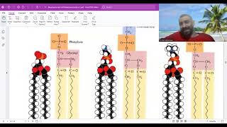 phospholipids  glycolipids and cholesterol [upl. by Nancie]