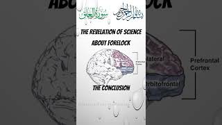 Prefrontal cortex The decision making lobe of the brain [upl. by Drolet]