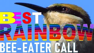 Rainbow BeeEater Call Best Rainbow BeeEater Compilation Birding in Australia [upl. by Bibbye873]