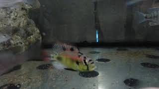 Haplochromis Aeneocolor “Yellow Bellyquot [upl. by Happy596]