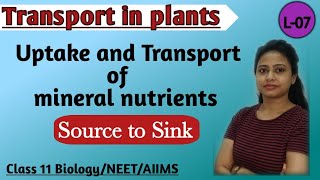 Nutrient uptake in plants [upl. by Ainevul967]