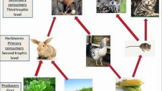 B128 Interdependence and food webs [upl. by Yelkrab]