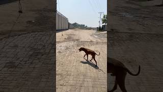 Ricco apbt vs street dog apbtlove realapbt reels [upl. by Nisse]