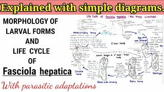 Fasciola hepatica Sheep liverfluke Life cycle [upl. by Ann]