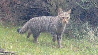 Gato montés Felis silvestris cruza con gran elegancia frente a la cámara 38 [upl. by Airegin]