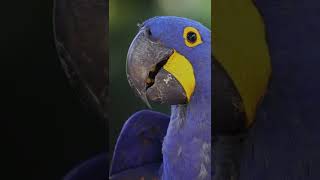 Hyacinth Macaw Pet 😍 Friendly Beautiful Parrot 🦜 [upl. by Atse783]