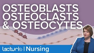 Osteoblasts Osteoclasts and Osteocytes  What Do They Do  Gerontology Nursing [upl. by Nylareg]