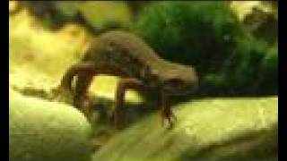 Cynops Pyrrhogaster Japanese Fire Belly Newt [upl. by Lahcim779]