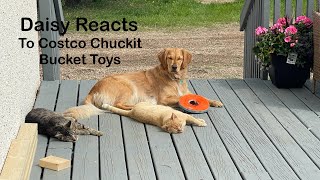 Costco Chuckit Bucket Review with Daisy [upl. by Ann]