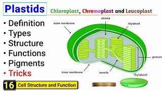 Plastids  Chloroplast Chromoplast and Leucoplast  Complete Concept [upl. by Rabi]