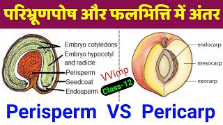 परिभ्रूणपोष और फलभित्ति में अंतर  Perisperm and Pericarp in hindi  falbhitti aur paribhrunposh sk [upl. by Shuma]