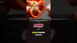 Unique How Does A Plant Grow✅️🌱 Part 01 🌍 shorts unique [upl. by Aramac]