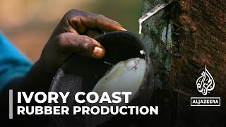 Ivory Coast cocoa industry Farmers turning to rubber production [upl. by Anyale]