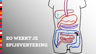 Hoe werkt je spijsvertering  Voedingscentrum [upl. by Lawrenson]